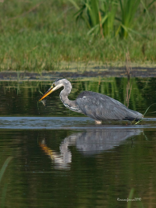 Dies d'Ardeids al PNAE: Bernat Pescaire