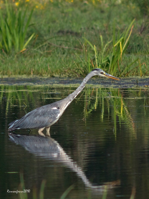 Nidificants al PNAE: Bernat Pescaire