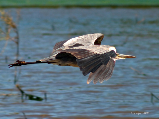 Al vol: Bernat Pescaire