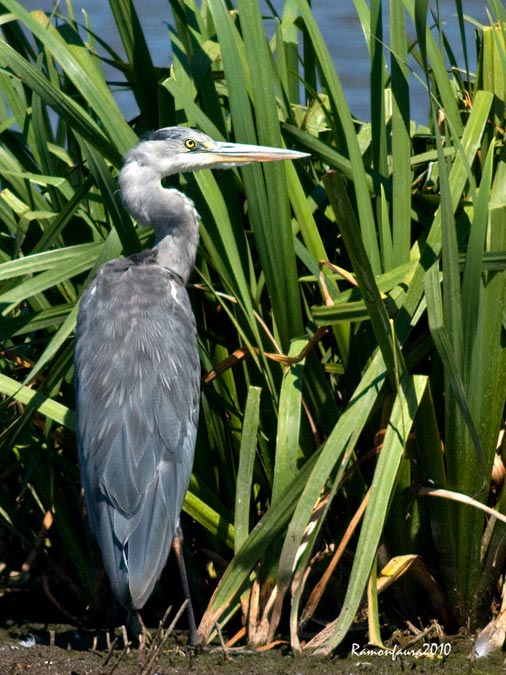 Nidificants al PNAE: Bernat Pescaire