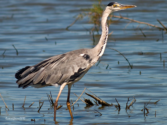 Nidificants al PNAE: Bernat Pescaire