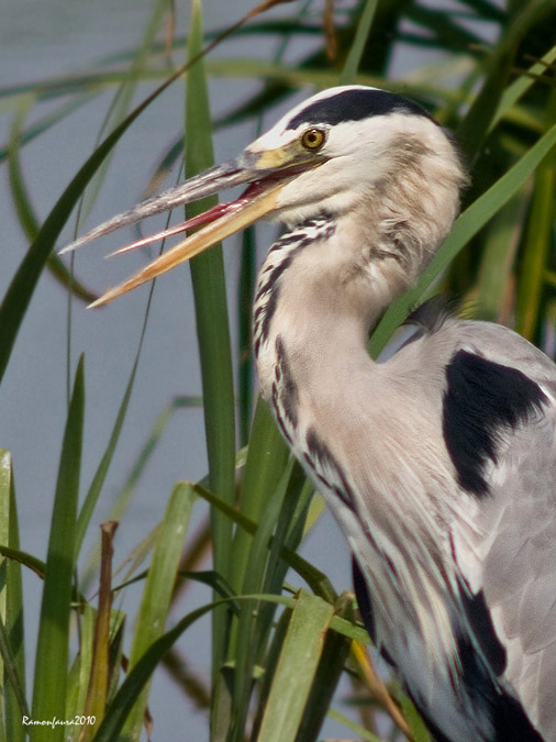 Nidificants al PNAE: Bernat Pescaire