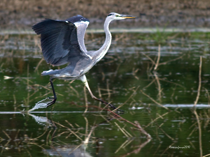 Nidificants al PNAE: Bernat Pescaire