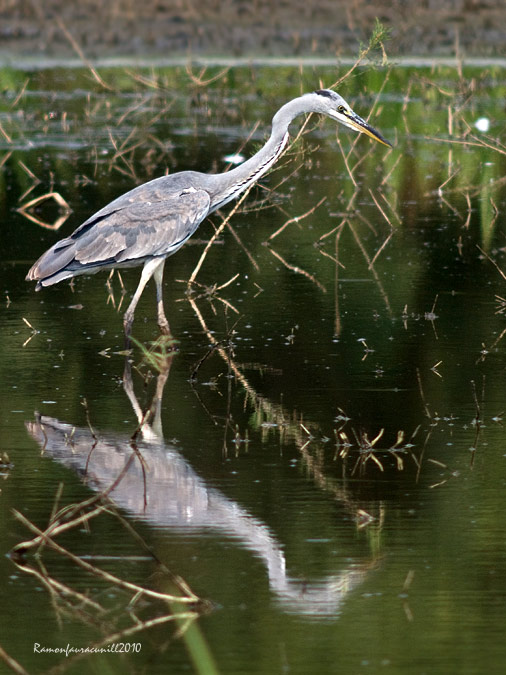 Nidificants al PNAE: Bernat Pescaire