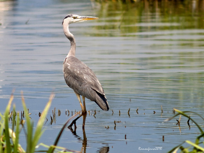 Nidificants al PNAE: Bernat Pescaire