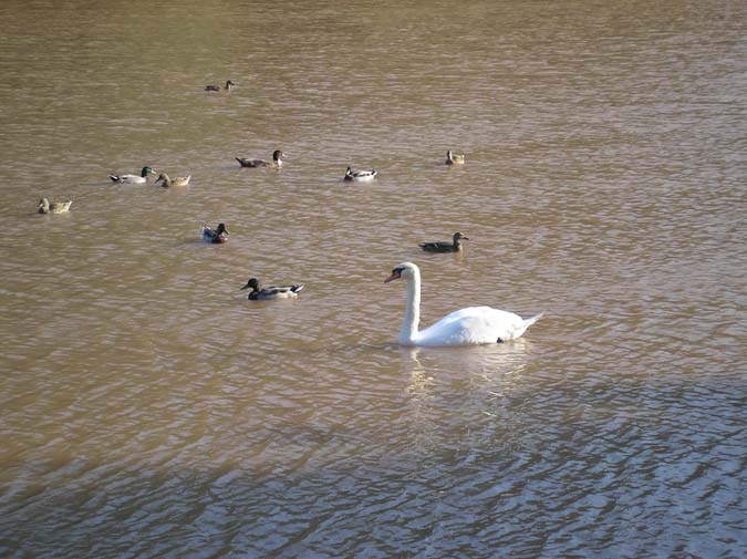 Cisne mudo y patos azulones