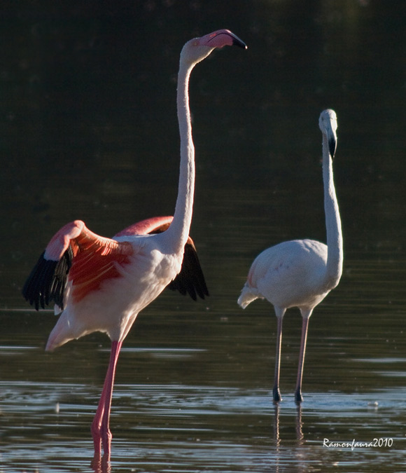 Visitants de pas al PNAE: Flamenc.