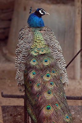 PAÓ REIAL. PAVO REAL (Pavo cristatus)