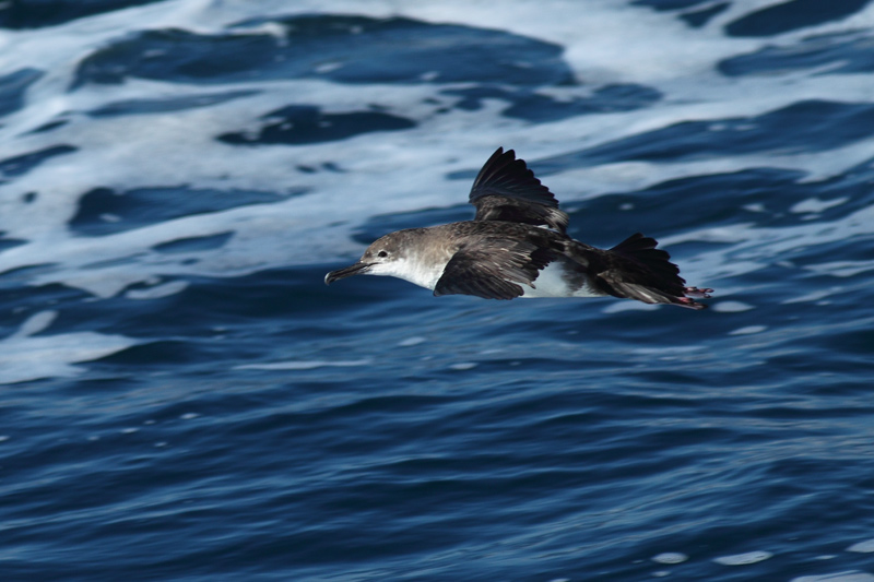 Pardela mediterranea  (Puffinus yelkouan)