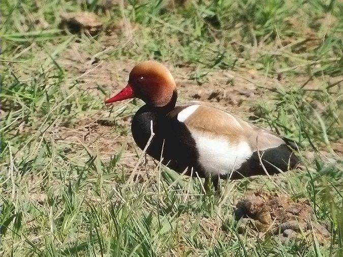 Xibec, pato colorado (Netta rufina)