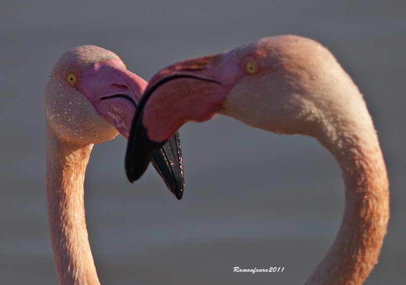 Visitants de Pas al PNAE:Flamenc