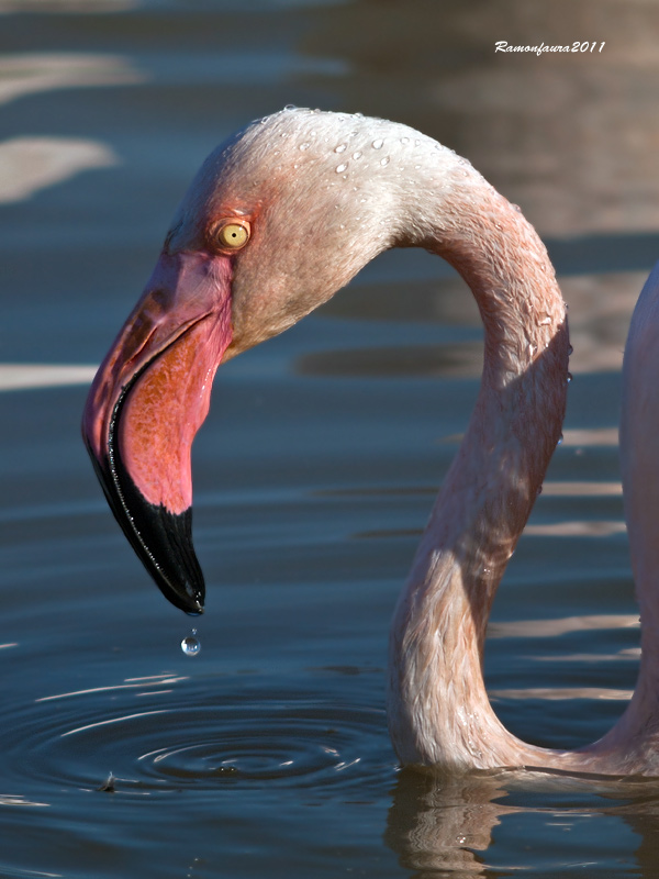 Visitants de Pas al PNAE:Flamenc