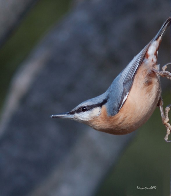 Ocells de La Garrotxa: Pica-soques Blau