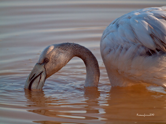 Hivernants al PNAE:Flamenc