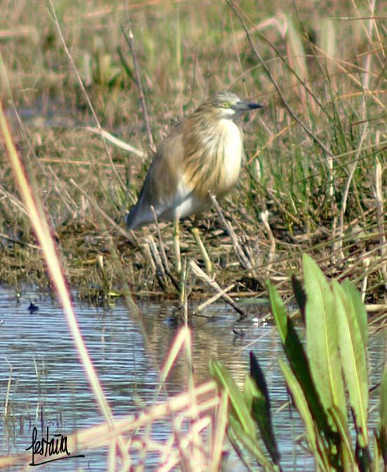 martinet ros, garcilla cangrejera,(ardeola ralloides)