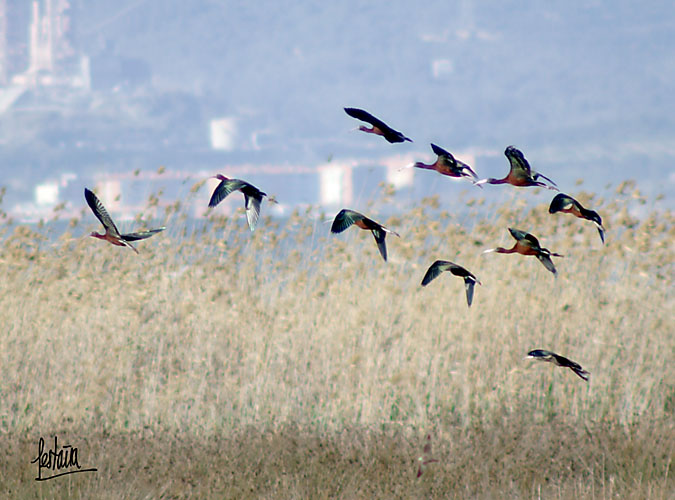 Capó reial, morito, (plegadis falcinellus)