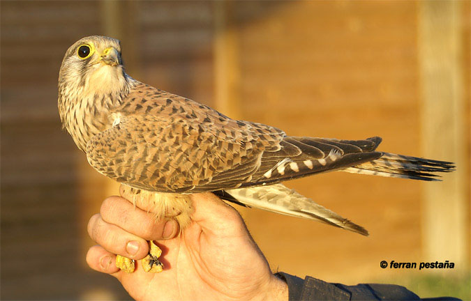 xoriguer comu (falco tinnunculus)