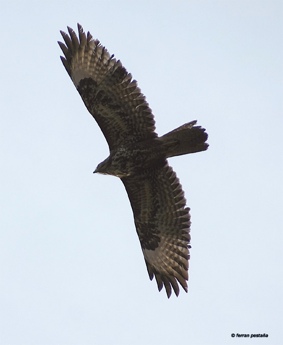 l'aligot (buteo buteo)