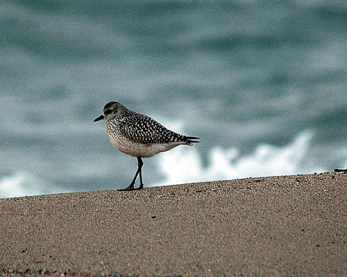 Pigre gris. Chorlito gris (Pluvialis squatarola)