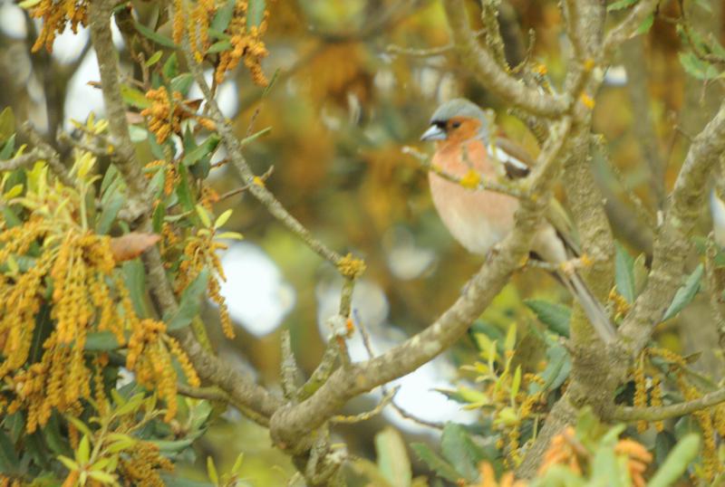 Pinçà comú (Fringilla coelebs)