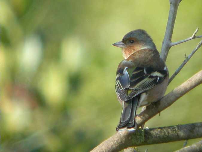 Pinsà, pinzón (Fringilla coelebs)