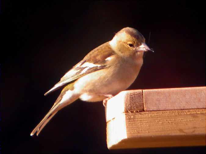 Pinsana, pinzona (Fringilla coelebs)