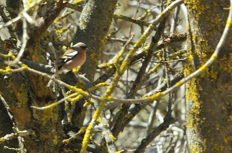 Pinsà comú (Fringilla coelebs)