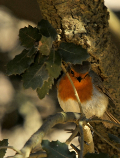 Pit-roig (Erithacus rubecula)