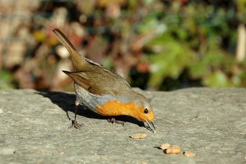 Pit roig (Erithacus rubecula)