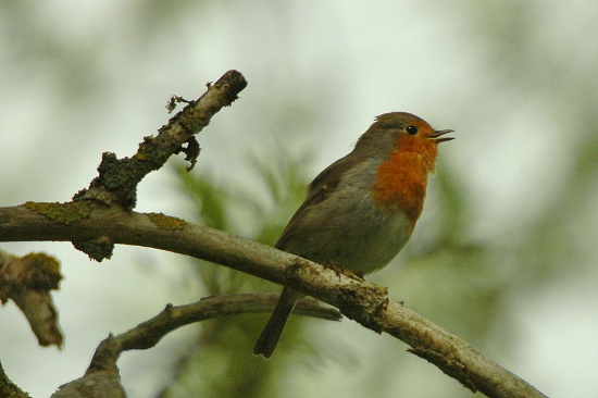 Pit-roig (Erithacus rubecula)