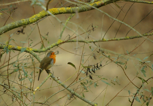 Pit-roig (Erithacus rubecula)