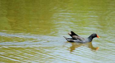 Polla d'aigua  (Gallinula chloropus)