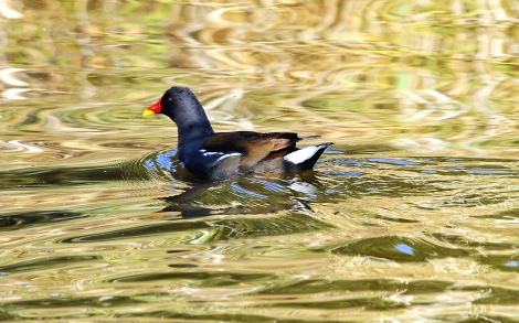 Polla d'aigua (Gallinula chloropus)