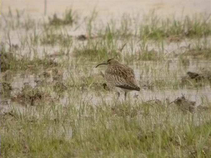 Polit cantaire, zarapito trinador, whimbrel, maçarico-galego (Numenius phaeopus)