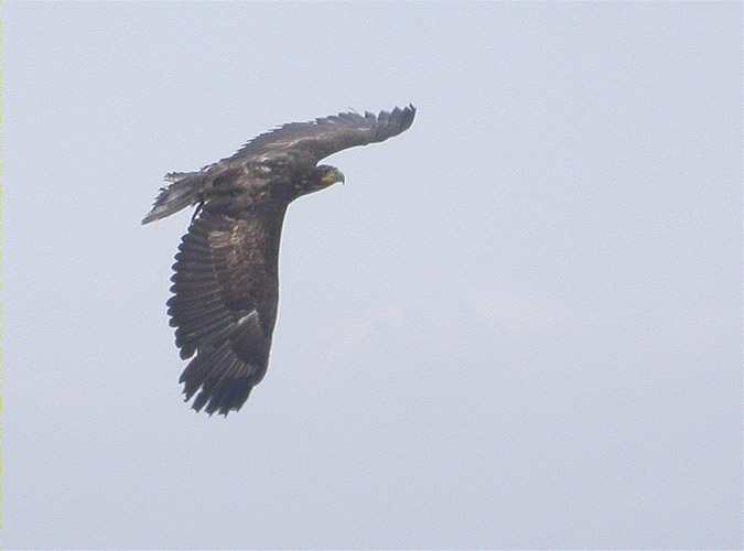 Aguila calva, Pygargue americaine, Bald Eagle (Haliaeetus leucocephalus)