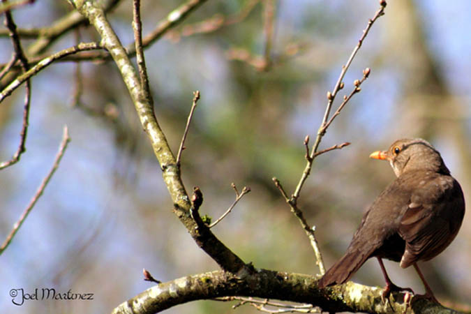 Zorzal común (Turdus philomelos)