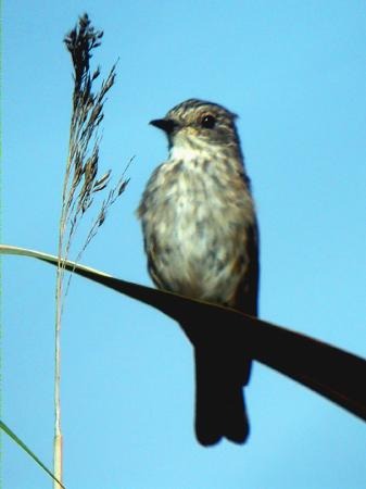 Papamosques gris (Muscicapa striata)