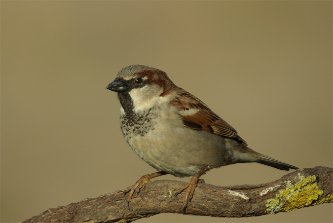 Pardal comú (Passer domesticus)