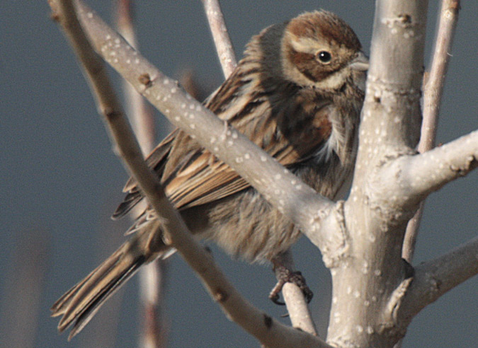 Pardal comú (Passer domesticus)