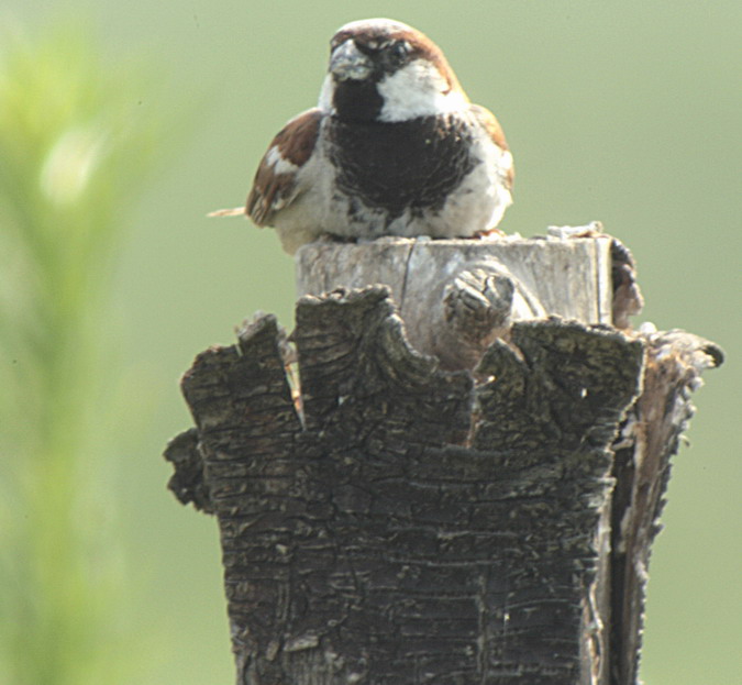 Pardal comú (Passer domesticus)