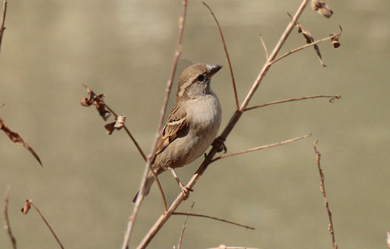 Pardal comú femella (Passer domesticus)