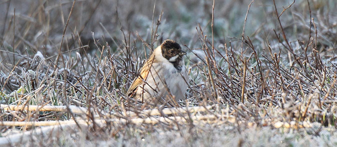 Repicatalons (Emberiza schoeniclus)