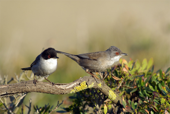 Parella de Tallarols capnegres(Sylvia melanocephala)