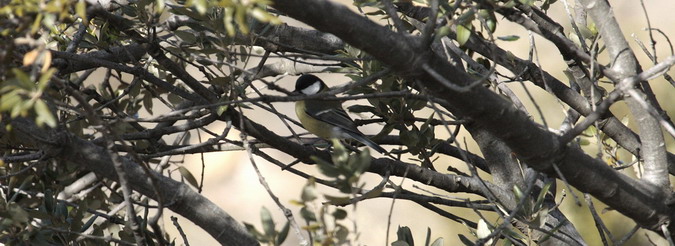 Mallerenga carbonera (Parus major)