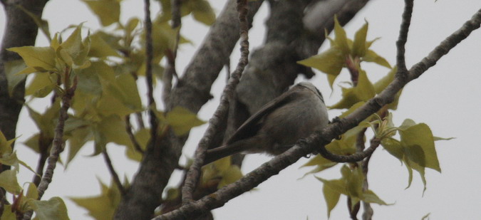 Mallerenga emplomallada (Lophophanes cristatus)