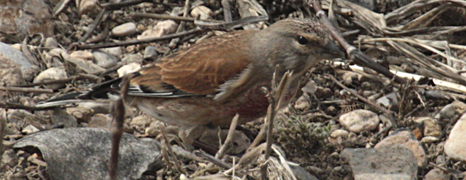 Passerell comú (Carduelis cannabina)