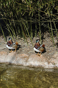 Anec mandarí. Pato mandarín (Aix galericulata)