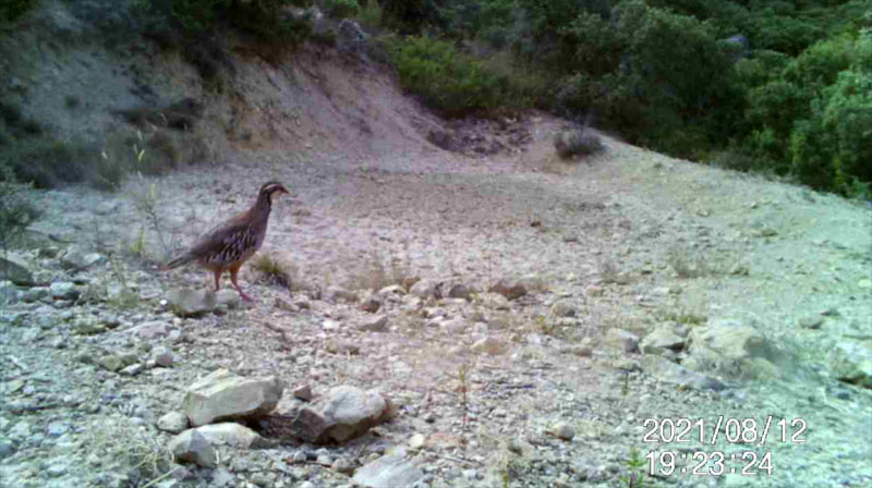 Fotoparany al Montsec: Perdiu