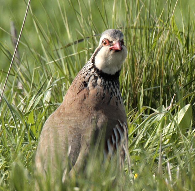 Perdiu comuna (Alectoris rufa)