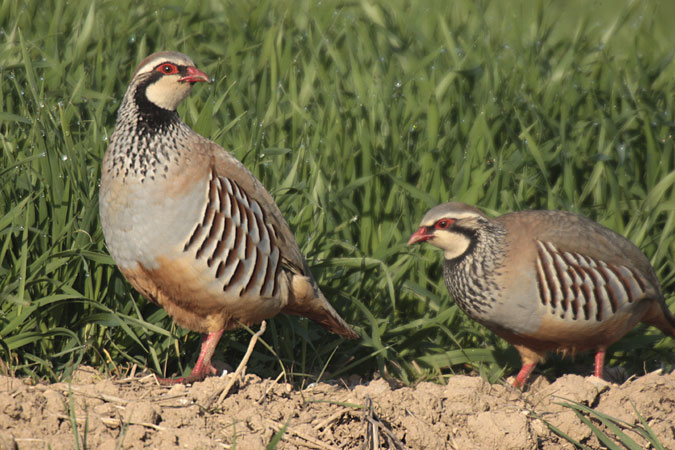 Perdiu comuna (Alectoris rufa)